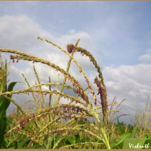 Bajra Flour
