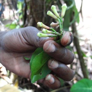 Cloves / Laung