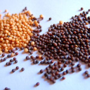 Mustard Seeds / Rai